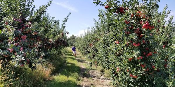 Paugh’s Orchard