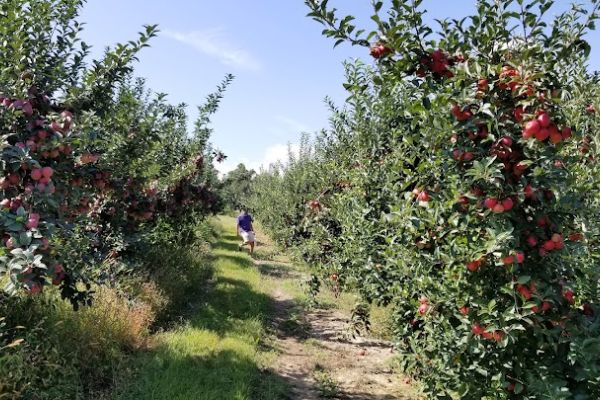 Paugh’s Orchard