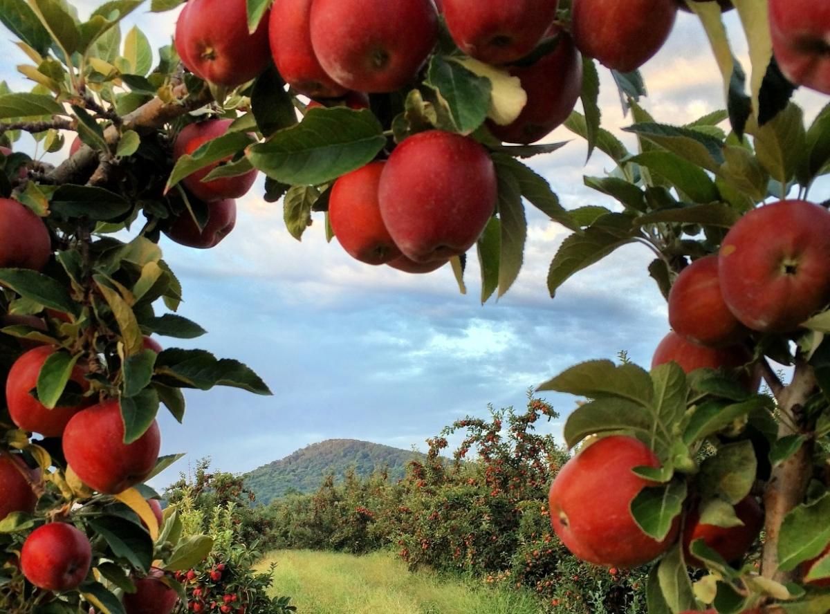 Berkeley Springs Apple Butter Festival: Dates, Events & Must-Know Tips Featured Image