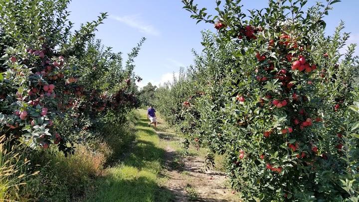 Paugh’s Orchard