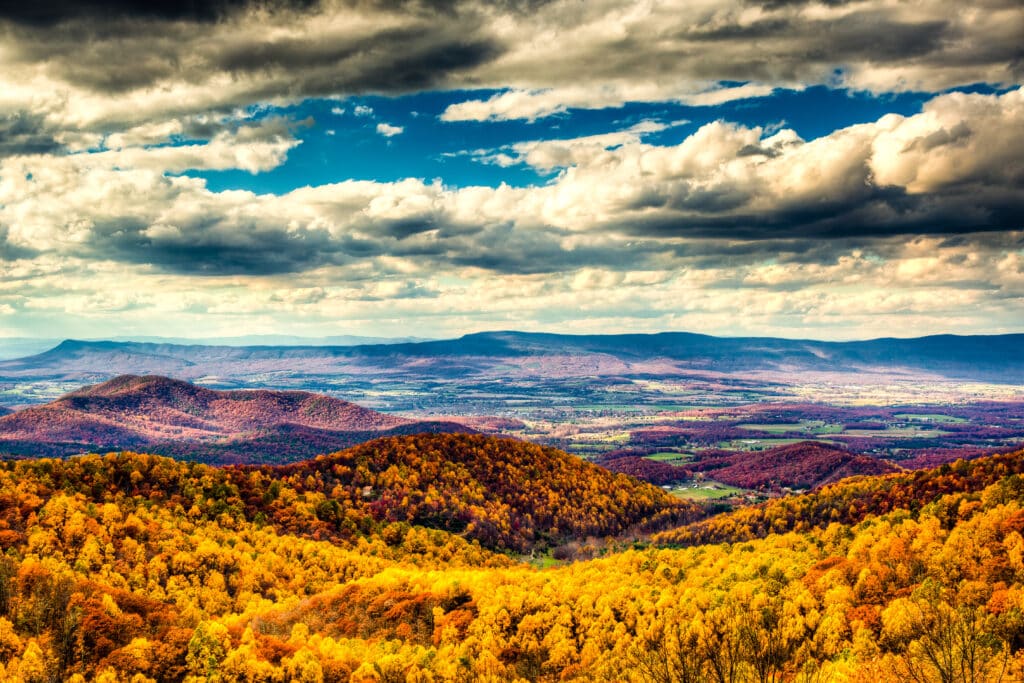 Fall in Shenandoah Valley - Blue Maple