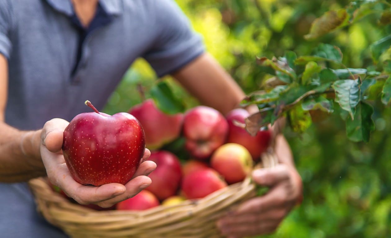 Apple Orchards & Other Farms Near Berkeley Springs, WV Featured Image